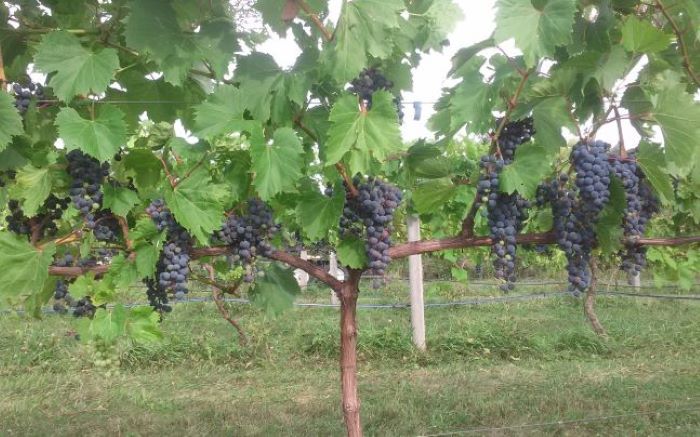 Frontenac grapes produce a dry red wine (rose) as well as a fortified wine such as Port.
The wines made from Frontenac produce a red fruity flavor.