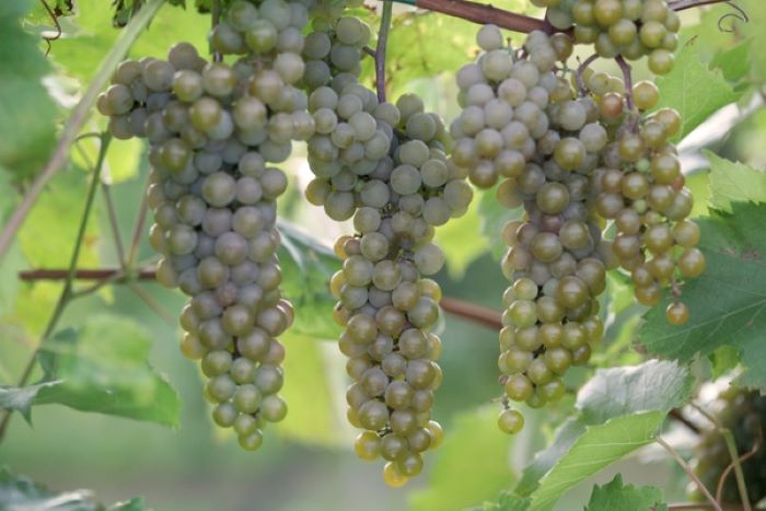 La Crescent is ideal for off-dry and semi-sweet wines. It will retain some acidity and is a relatively aromatic variety that exhibits flavors of stone fruits like citrus fruits, peach and tropical flavors.
