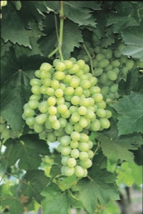 Thompson seedless grapes are a pale green to yellow variety. The  grape is of a medium size and has a rather sweet taste. This is an excellent table grape.