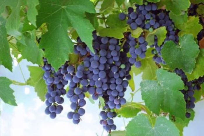 Concord grapes are a medium to large size that are deep blue to purple or almost black. They are highly aromatic, tangy and sweet with a unique musky flavor.